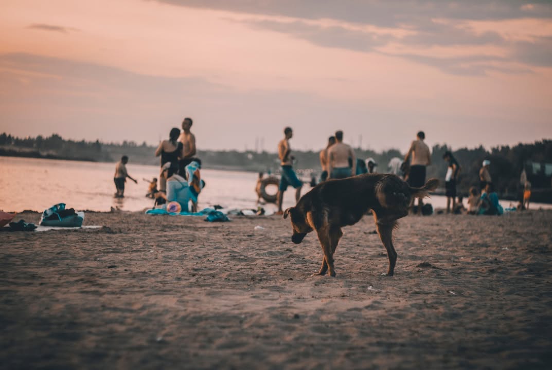 Pas na plaži- je li član porodice ili incident u najavi: Šta kaže crnogorski zakon Crnogorska obala tokom ljetnje sezone ne bruji samo od stranih jezika i jake muzike, već i od sve glasnijih rasprava na temu- mogu li kućni ljubimci na plažu i u vodu sa kupačima. Dok jedni kućne ljubimce tretiraju kao ravnopravne članove porodice koji zaslužuju svoje mjesto pod suncem, drugi na to gledaju sa zgražavanjem, pitajući se otkud životinje na istom pijesku gdje se sunčaju djeca i odrasli. Granica između simpatija prema životinjama i netrpeljivosti tanka je onoliko koliko i peškir koji dijeli ležaljke. Verbalni sukobi na plažama više nijesu rijetkost – od opomena da „pas ne može tu“, preko prevrtanja očima, pa do ozbiljnih svađa u kojima se potežu argumenti o higijeni, ljudskim pravima i vlasničkoj bahatosti. S jedne strane su oni za koje je pas ili mačka rod rođeni, ravni djetetu, dok su s druge oni kojima je pomisao na životinju na javnom kupalištu ravna kršenju osnovnih sanitarnih pravila. Šta o tome kaže zakon u Crnoj Gori? Prema Zakonu o zaštiti dobrobiti životinja, ali i pravilima koja uređuju rad kupališta i Morsko dobro, situacija je prilično jasna, mada u praksi često siva zona. Zakupci plaža dužni su da istaknu tablu sa jasnim znakom zabrane ili dozvole, a komunalna policija i inspekcija imaju pravo da pišu kazne vlasnicima koji propise krše. Dok god ne bude precizno označenih zona za jedne i druge, ljetovanje će za mnoge umjesto odmora predstavljati borbu za sopstveni komad obale ili toleranciju.